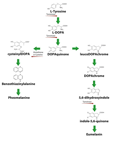 melanin synthesis pathway diagrasm